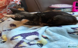 Savannah cats for sale: Beautiful female calico   - Image 14