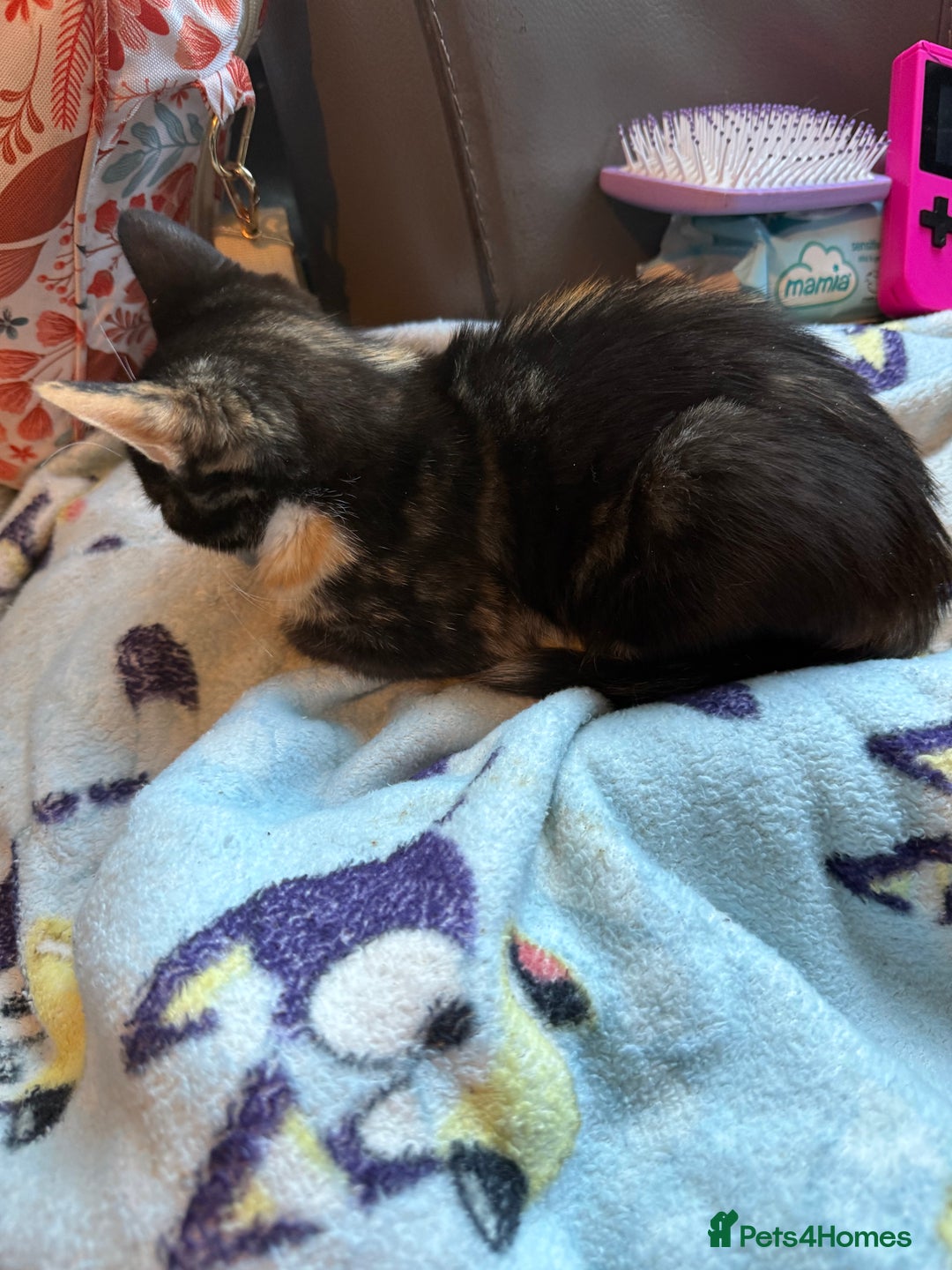 Savannah cats for sale: Beautiful female calico   - Image 14