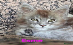 Maine Coon cats for sale: Rare Pure Breed Mainecoons - Image 14