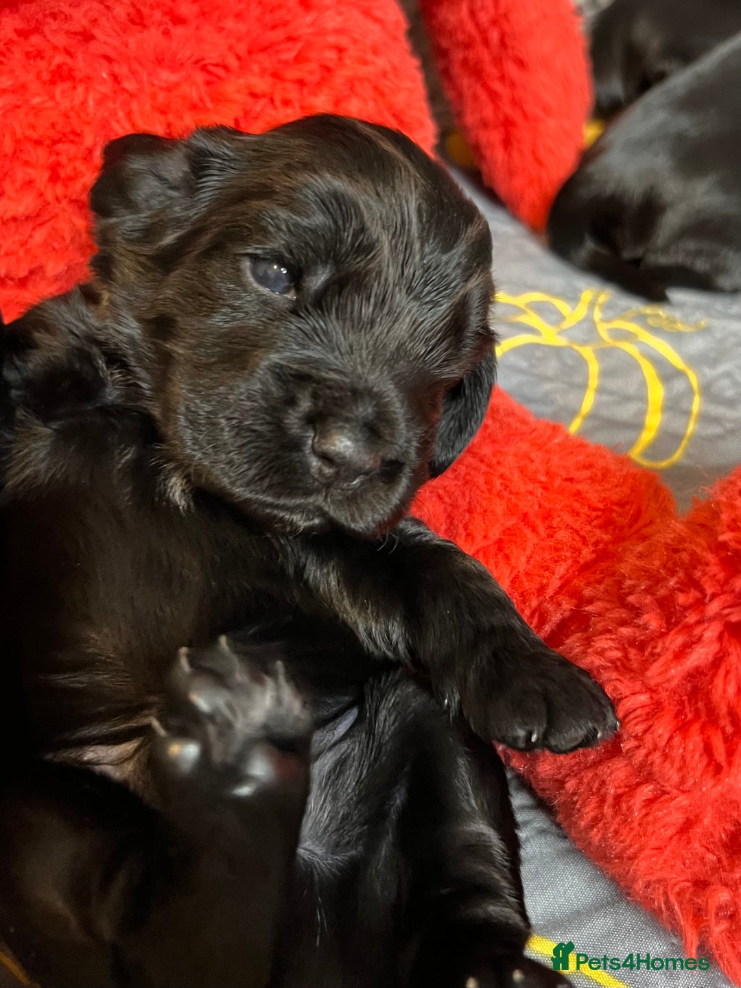 Cocker Spaniel dogs for sale: Show-Quality Cocker Spaniel Puppies  - Advert 6