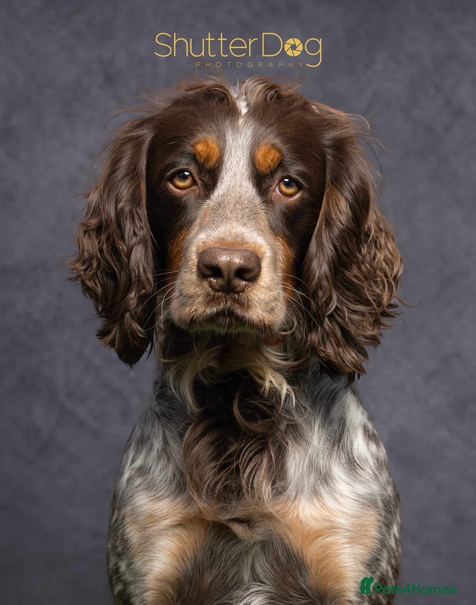 Cocker Spaniel dogs Champion show spaniels 1male 1 female - Advert 2