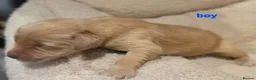 Golden Retriever dogs for sale: Golden retriever champion bloodline puppies. - Advert 28