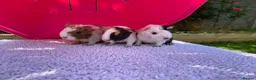 Guinea Pig rodents for sale: Teddy, Abyssinian and longhaired guinea pig pups - Advert 6