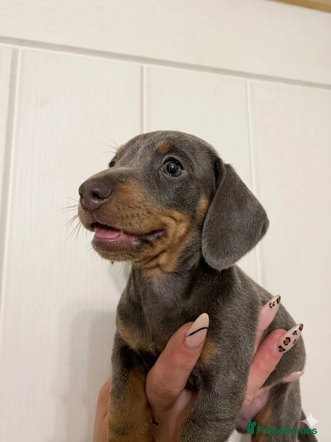 Miniature Dachshund dogs for sale: Miniature dachshund puppies  - Advert 4