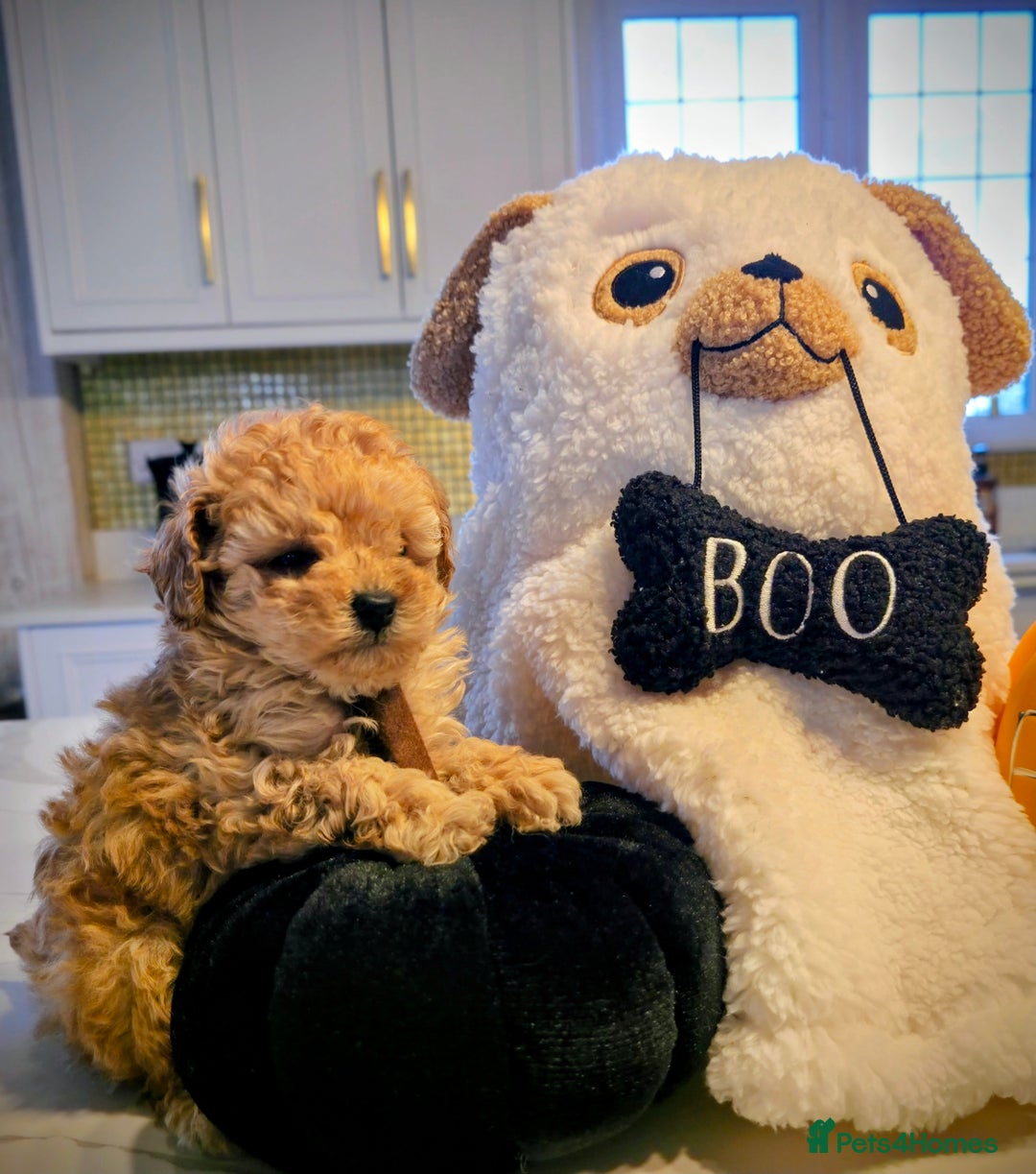 Toy Poodle dogs for sale: Beautiful RED & APRICOT Toy Poodles  - Image 12