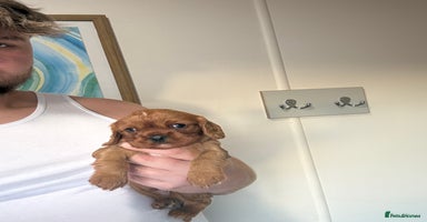 Cavalier King Charles Spaniel dogs Kc fox red Cavalier King Charles - Advert 7