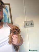 Cavalier King Charles Spaniel dogs Kc fox red Cavalier King Charles - Advert 16