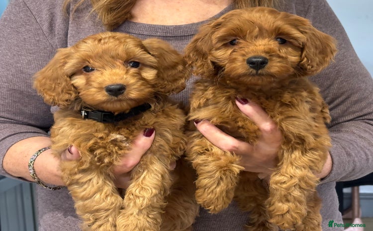 Cockapoo dogs - Advert 4