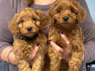 Cockapoo dogs - Advert 1