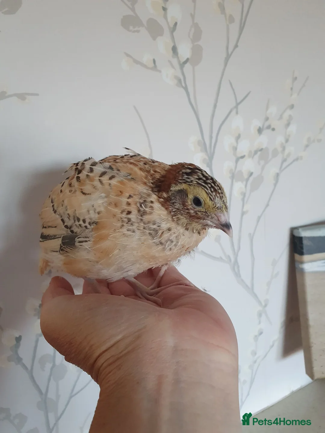 Quail poultry for sale: Pansy Fee, Pearl Fee, Italian Coturnix Quail in North Shields - Advert 2