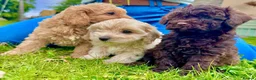 Cavapoo dogs for sale: F2 cavapoo boys  - Advert 3