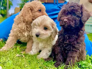 Cavapoo dogs F2 cavapoo boys - Advert 6