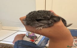 Chinchilla rodents for sale: Adorable tame chinchilla female kit - Image 6