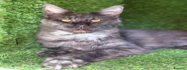 Hera