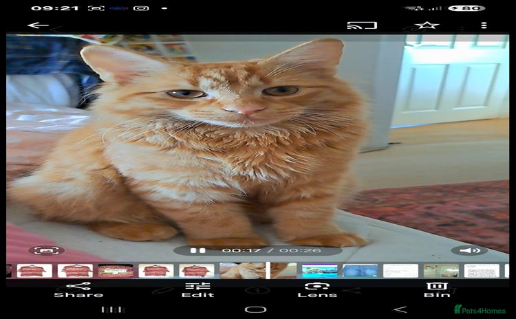 British Longhair cats - Advert 1