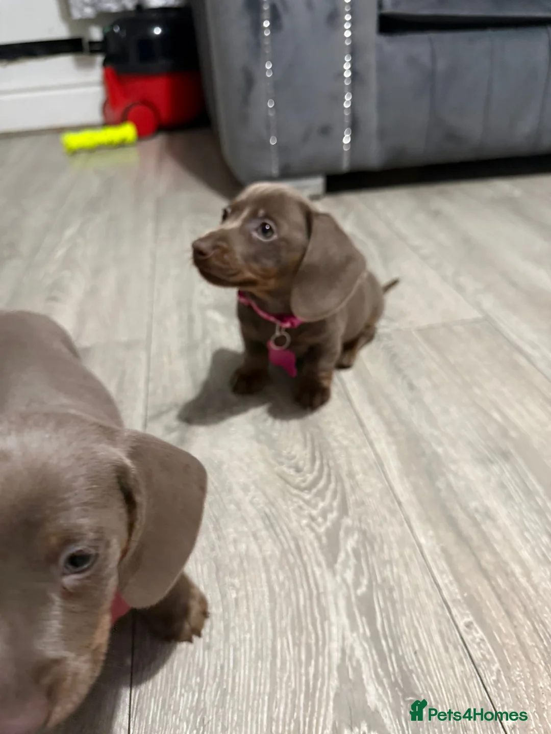 Miniature Dachshund dogs for sale: PRA Clear Miniature Dachshund Puppies  - Advert 18