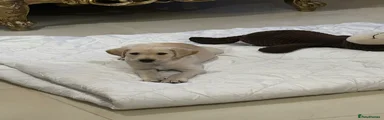 Labrador Retriever Puppy 1