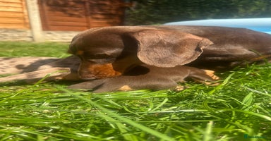 Miniature Dachshund dogs - Advert 5