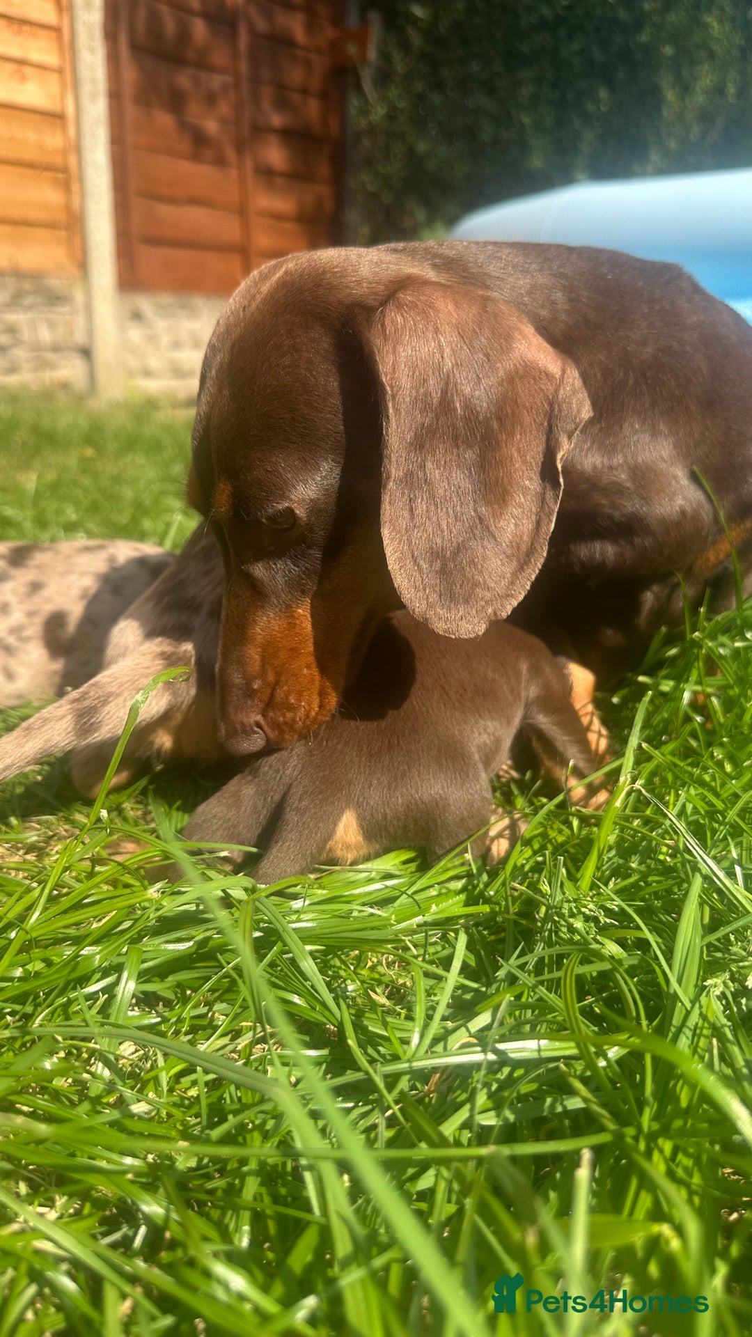 Miniature Dachshund dogs for sale: Ready now Kc registered miniature Pra clear - Image 3
