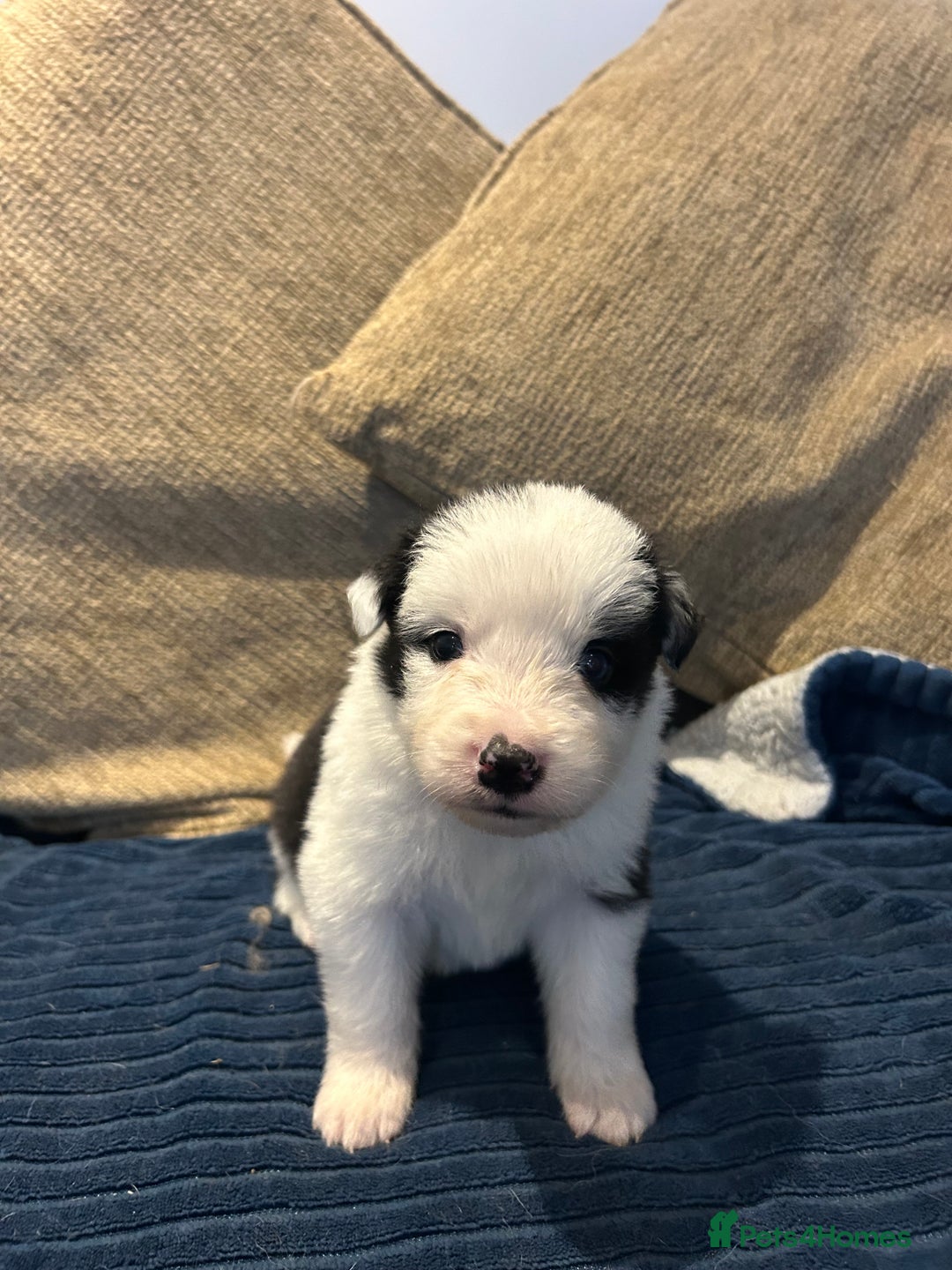 Border Collie dogs for sale: Border collie puppies for sale!!!❤️ - Image 7