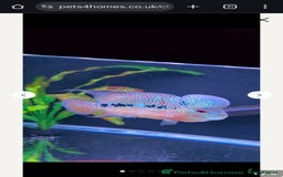 Cichlids fish for sale: Zhen zue male flowerhorn  - Image 5
