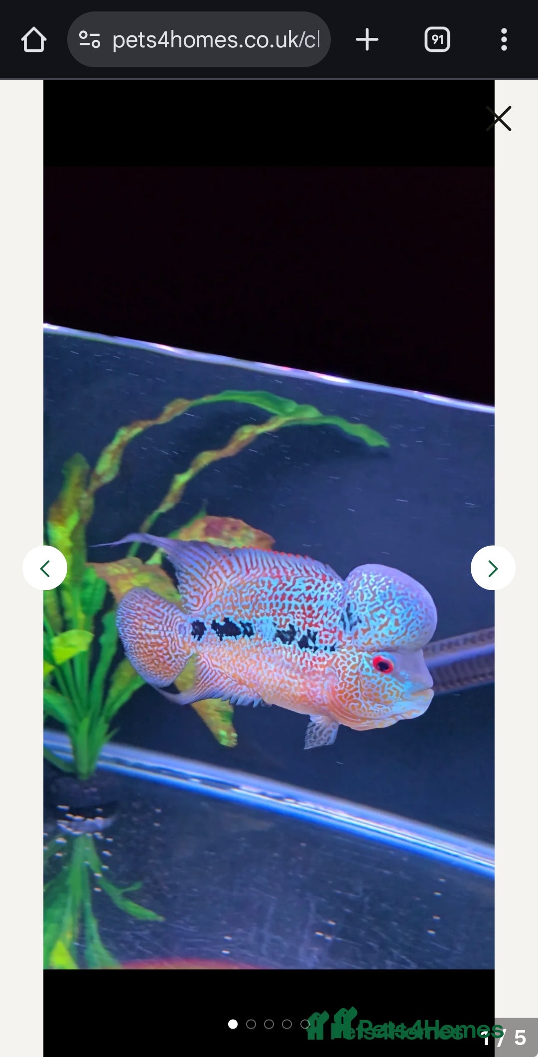 Cichlids fish for sale: Zhen zue male flowerhorn  - Image 5