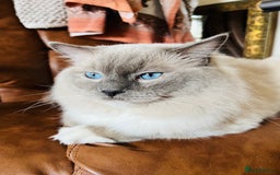 Ragdoll cats for stud: GCCF & TICA registered stud, champion bloodline    in London - Image 17