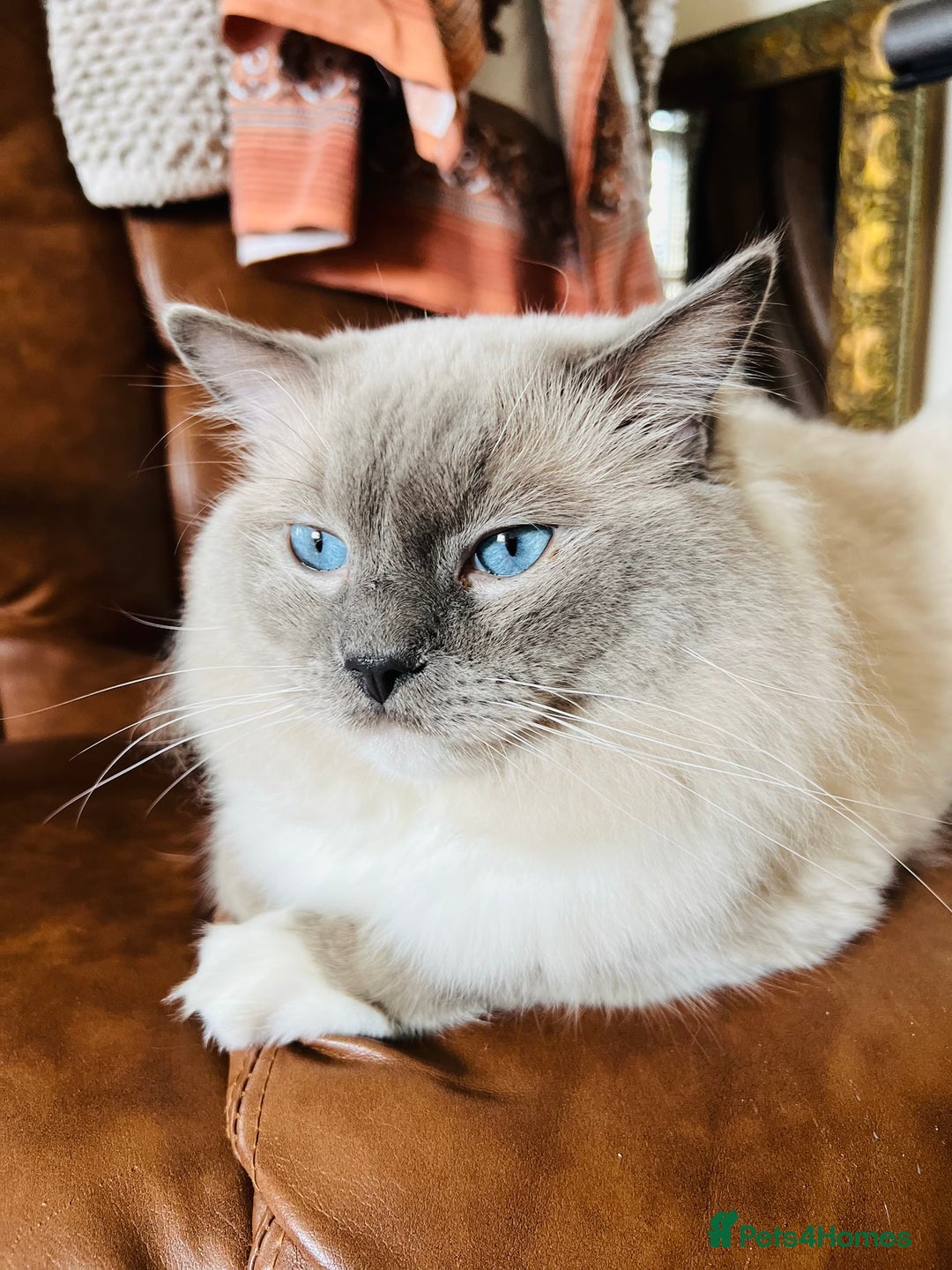 Ragdoll cats for stud: GCCF & TICA registered stud, champion bloodline    in London - Image 17