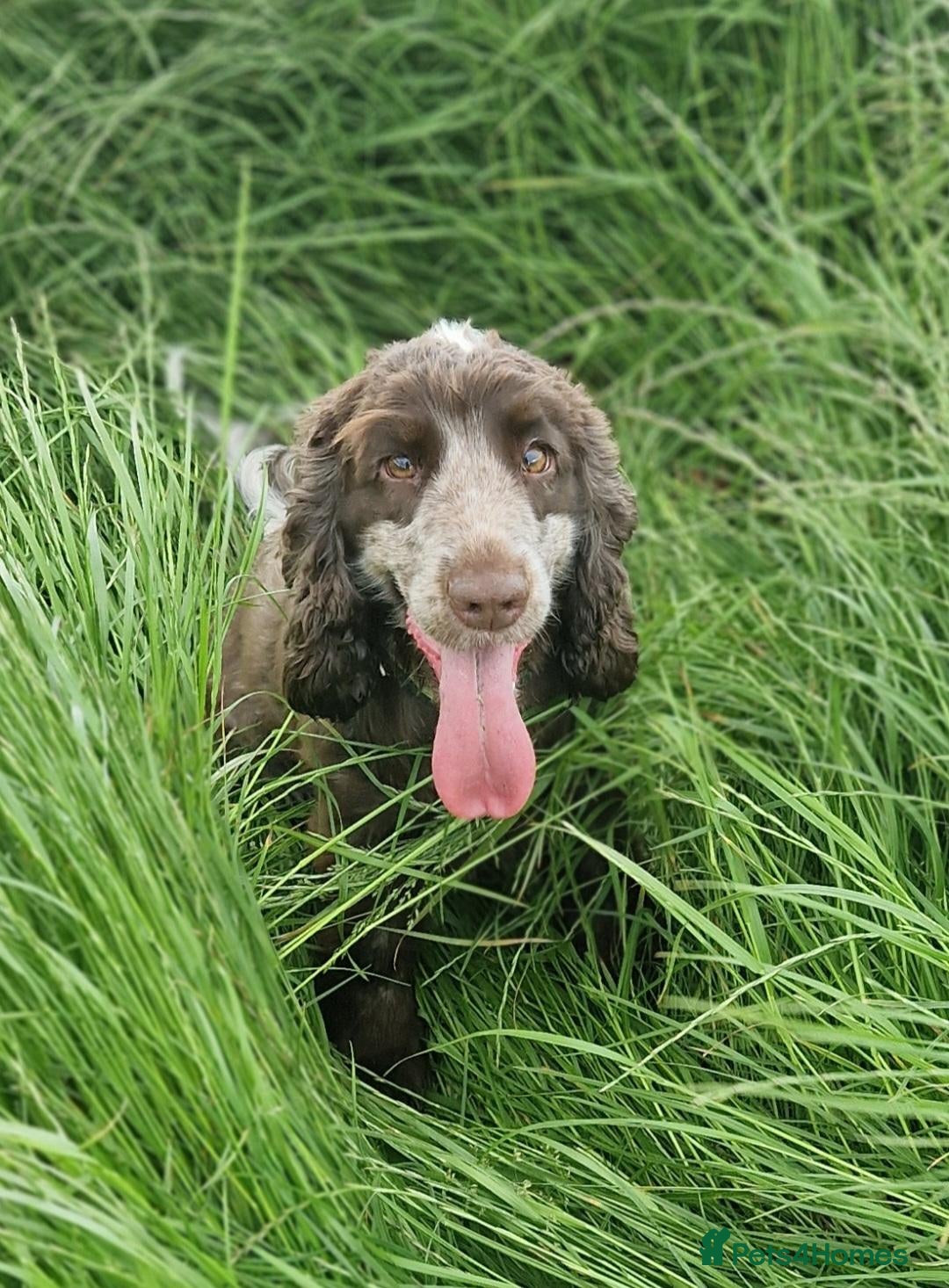 Cocker Spaniel dogs DUE 31/10/26 KC SHOW TYPE COCKER SPANIELS - Advert 3