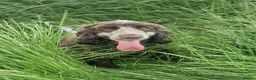 Cocker Spaniel dogs for sale: DUE 31/10/26 KC SHOW TYPE COCKER SPANIELS in Brecon - Advert 1