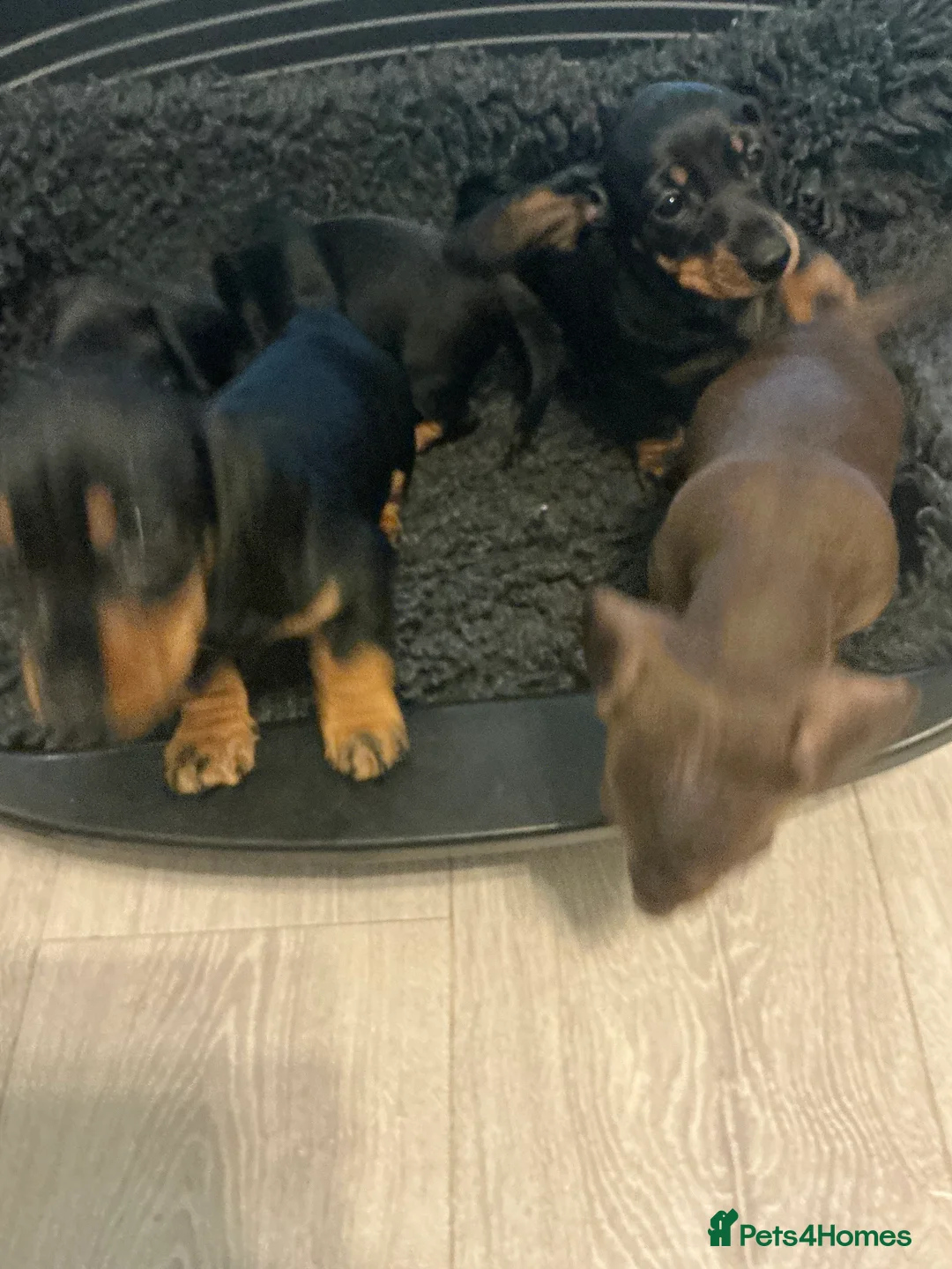 Miniature Dachshund dogs for sale: Kennel club registered pedigree dachshund - Advert 2