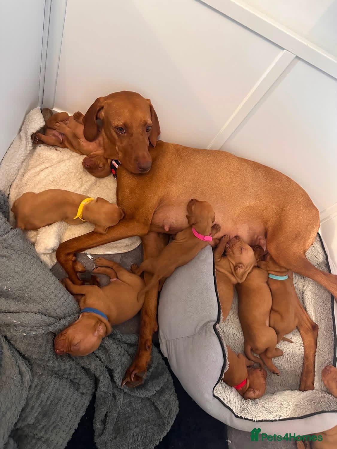 Hungarian Vizsla dogs Stunning Hungarian vizsla puppies x9 - Advert 1