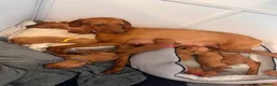 Hungarian Vizsla dogs for sale: Stunning Hungarian vizsla puppies x9 - Advert 1