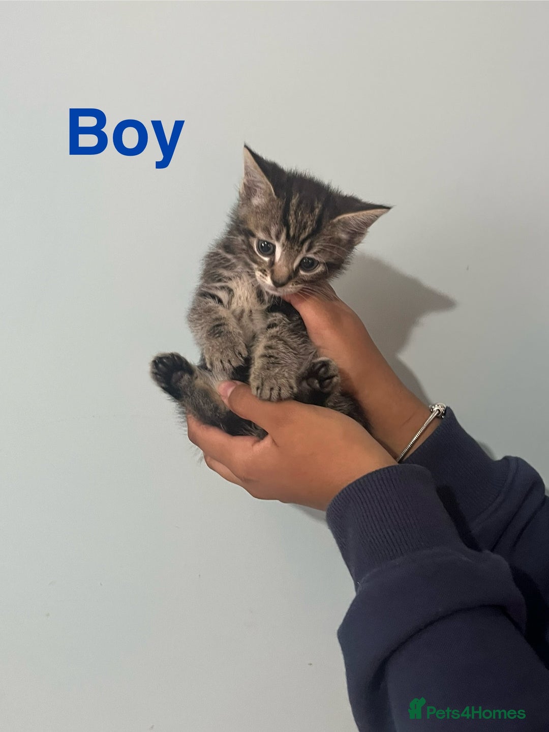 Mixed Breed cats for sale: 🐱 Gorgeous Kittens For Sale🐱 - Image 5