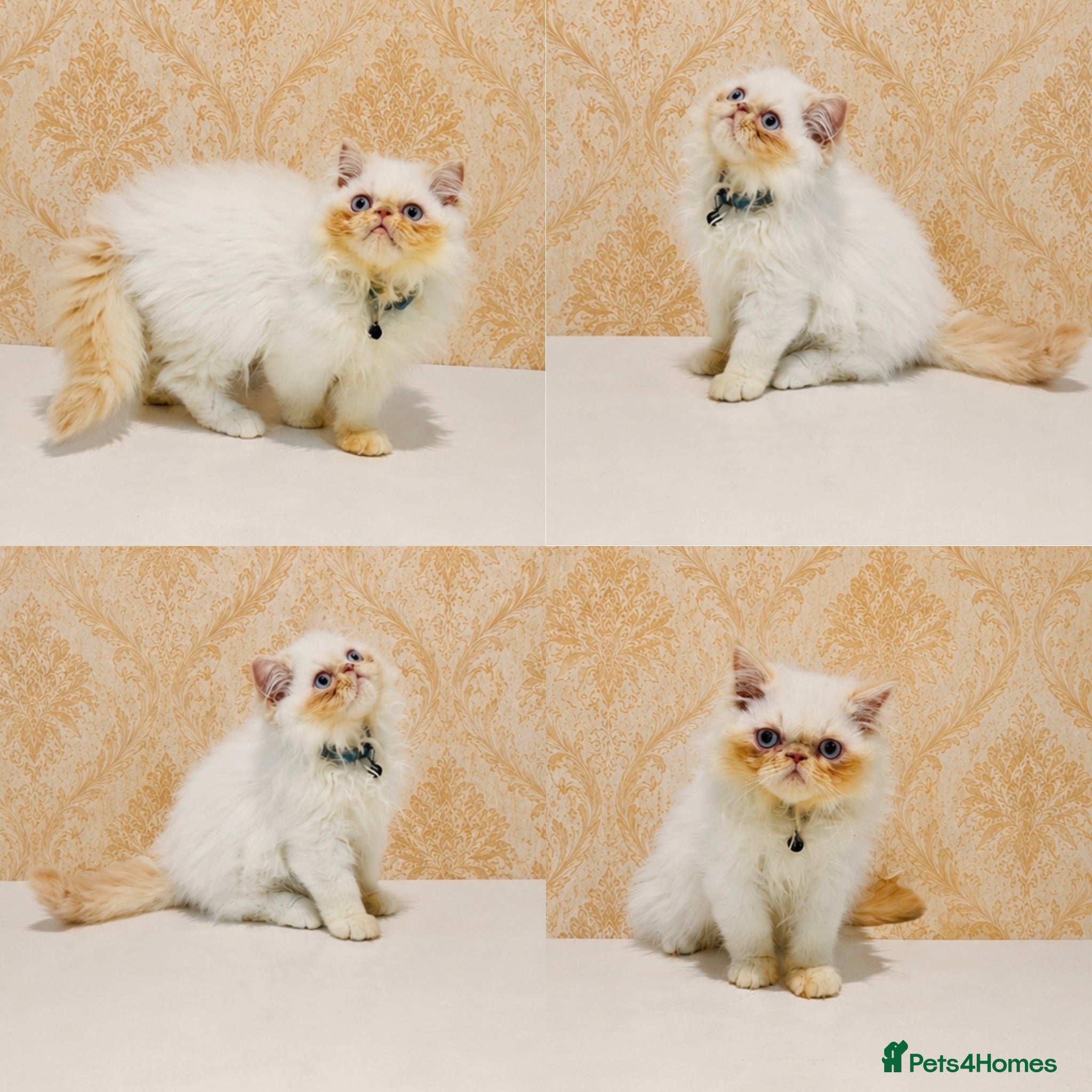 Persian cats Beautiful Red Point Persian Cats Looking for Homes - Advert 1
