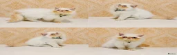 Persian cats for sale: Beautiful Red Point Persian Cats Looking for Homes - Advert 1