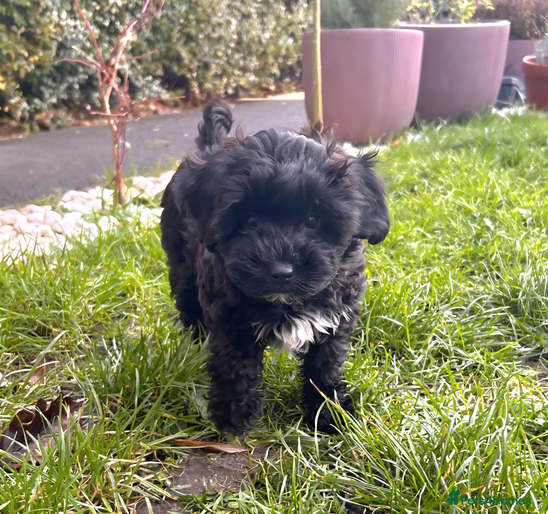 Shihpoo dogs Tiny⭐️⭐️ Shihpoo&#x27;s ❤️ - Advert 1