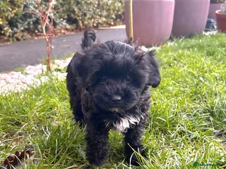 Shihpoo dogs Baby Shihpoos - Advert 3