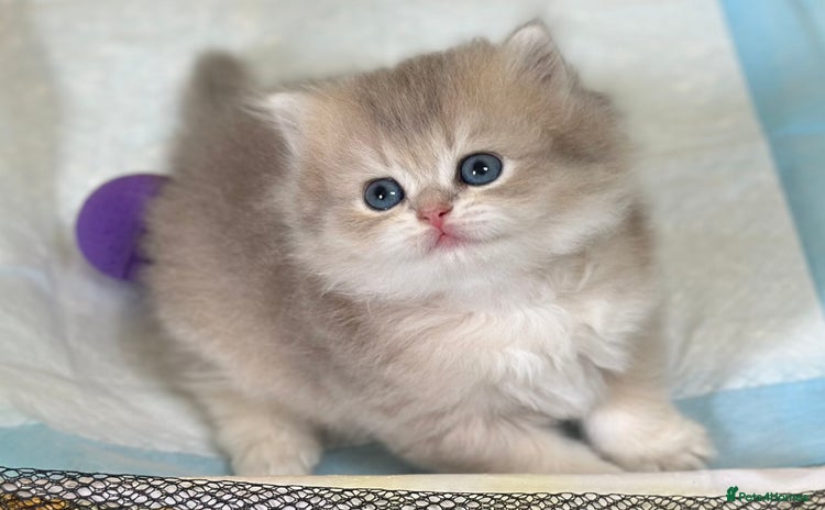 British Longhair cats - Advert 3