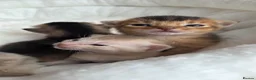 Abyssinian cats for sale: Abyssinian kittens TICA registered - Advert 4