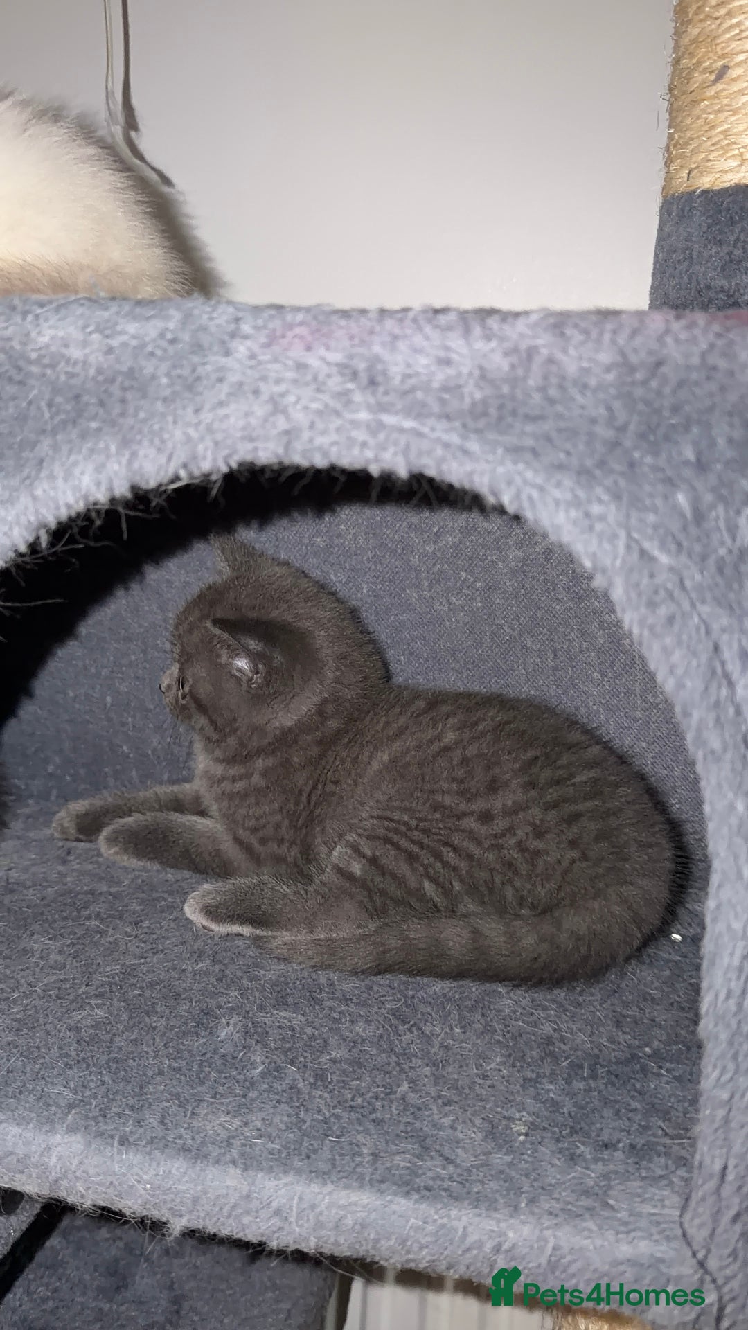 British Shorthair cats for sale: British Shorthair Ready for collection  - Advert 4