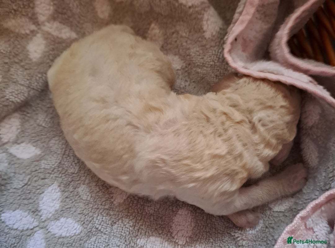 Labradoodle dogs for sale: Curly Coated Hypo-Allergenic Labradoodle Puppies   - Image 21