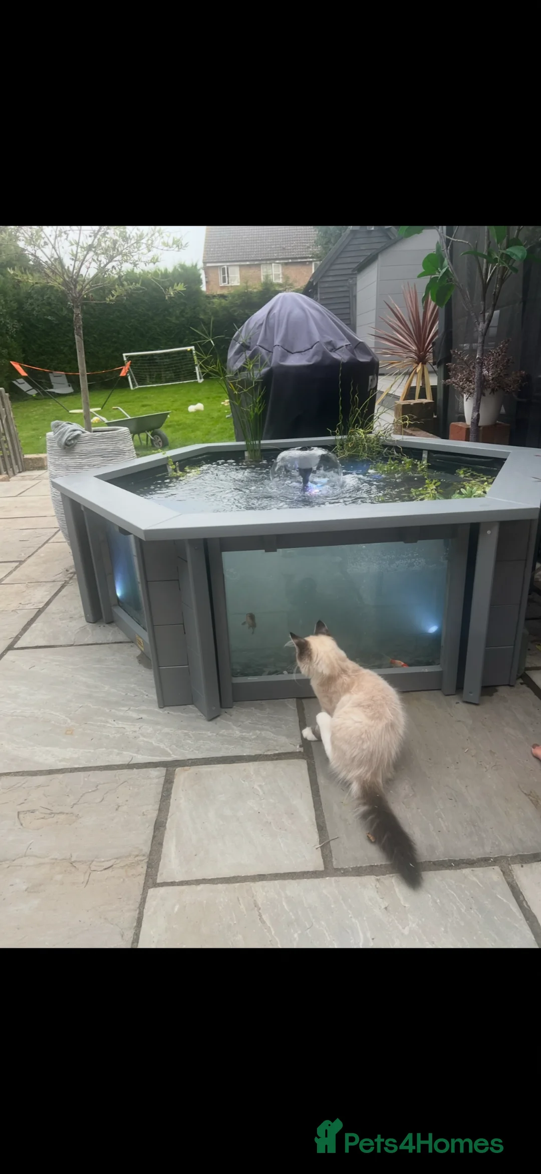 Other/Mixed Breed fish for sale: Fish and pond in Southampton - Advert 2