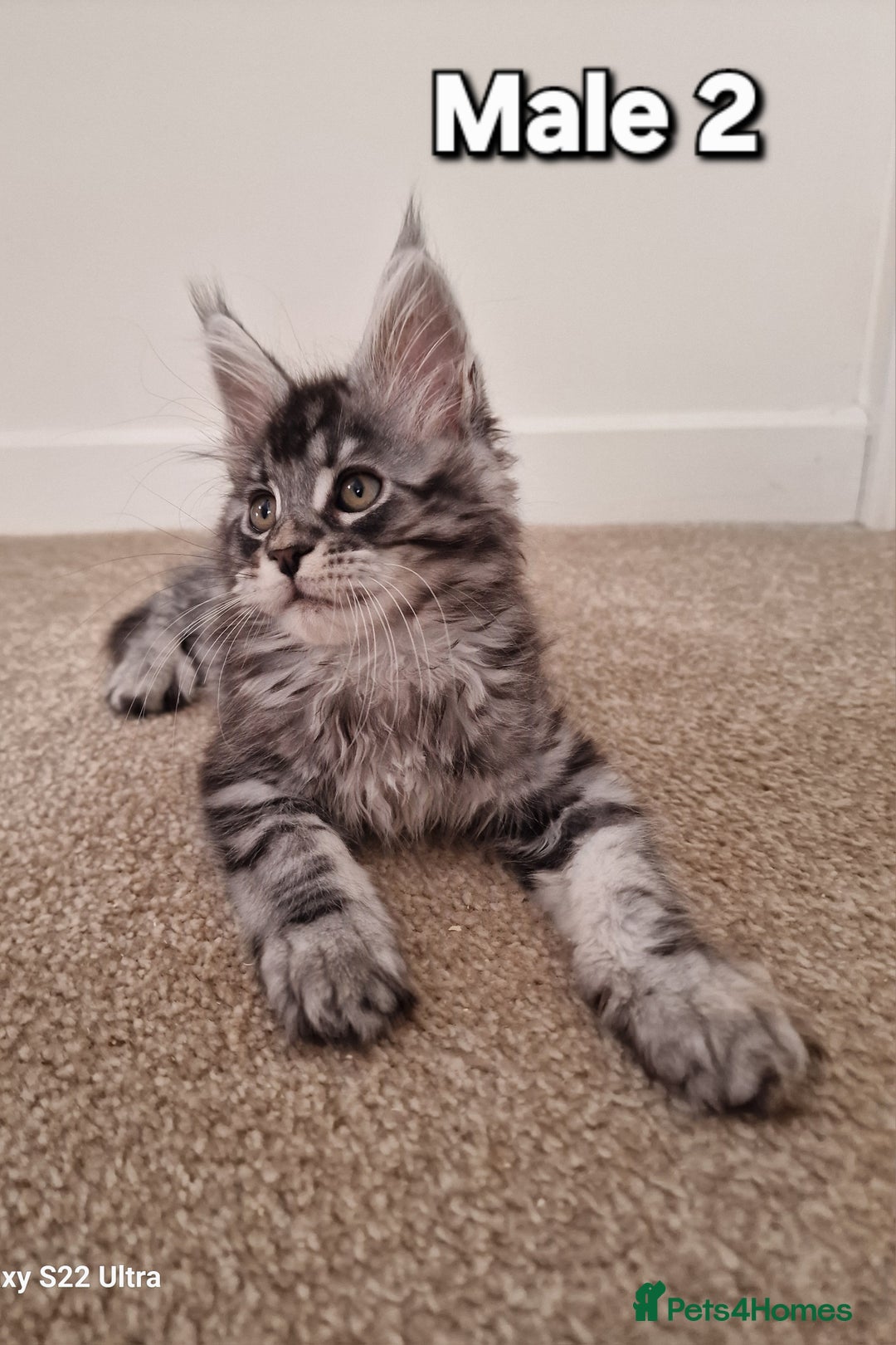 Maine Coon cats for sale: Pure Maine coon - Advert 18