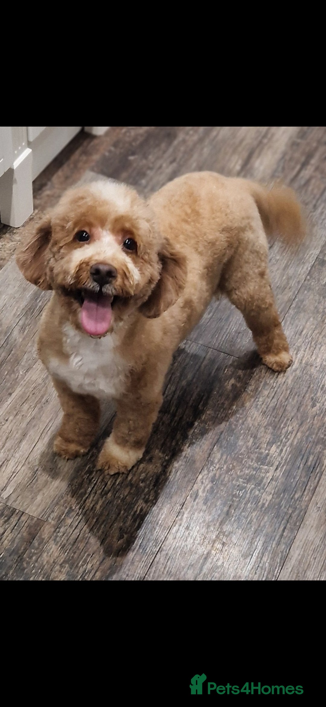 Cockapoo dogs for sale: Health Clear Cockapoos - Advert 7