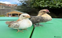 Chickens poultry for sale: Serama chicks for sale  - Image 2