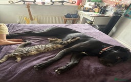 Mixed Breed cats for sale: 2 brothers - Image 2