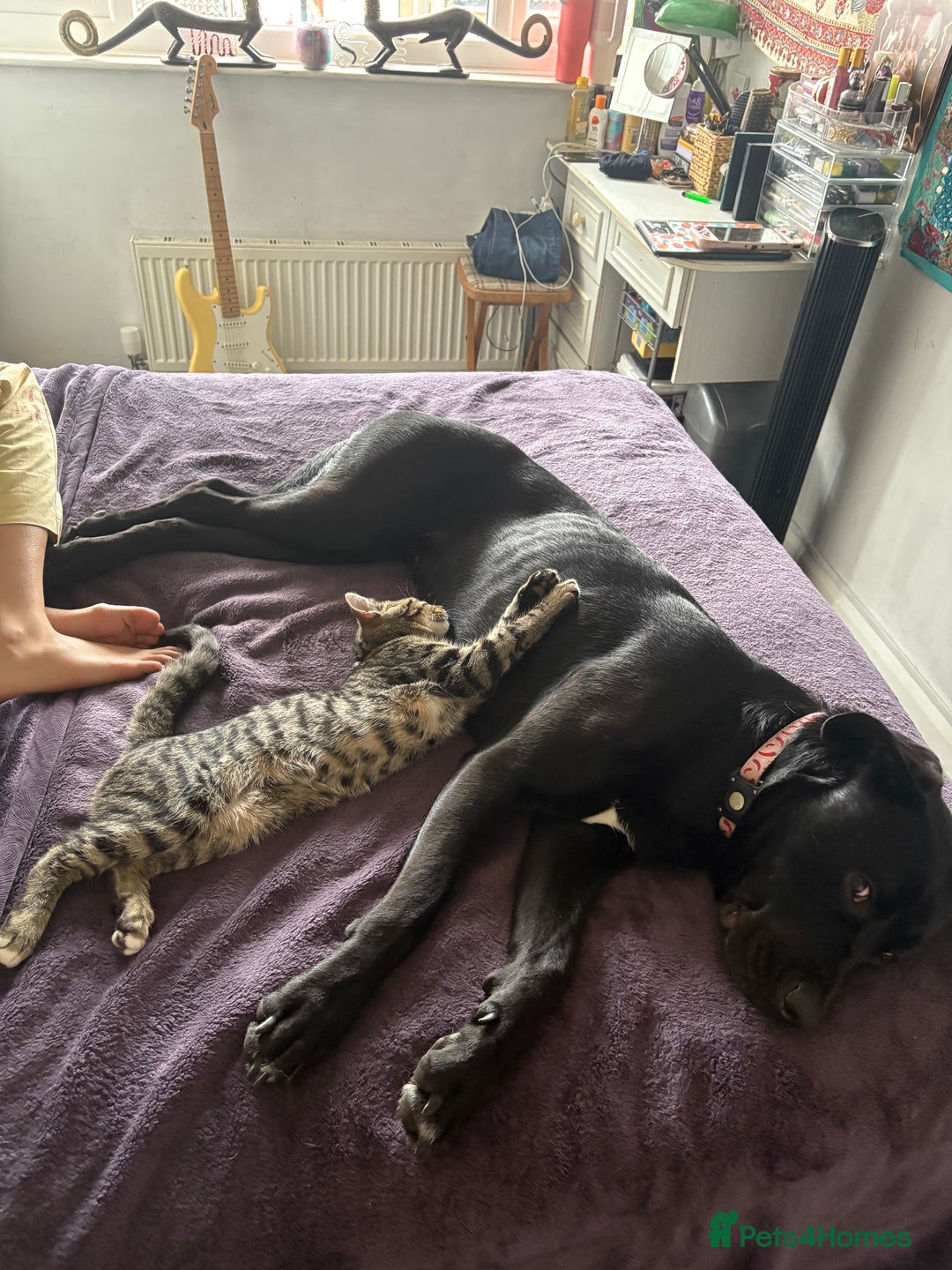 Mixed Breed cats for sale: 2 brothers - Image 2