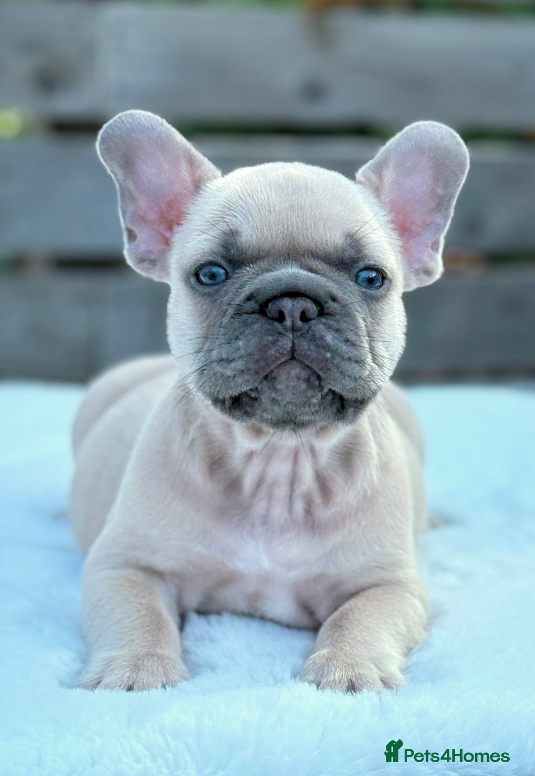 French Bulldog dogs for sale: QUALITY HEALTH TESTED KC FRENCH BULLDOG PUPPIES - Image 23