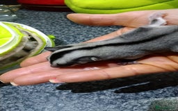 Sugar Glider rodents for sale: Stunning baby sugar glider  - Image 8